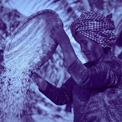 Woman in scarf sifting grain with palm trees in the background
