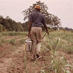 A man spraying pesticide