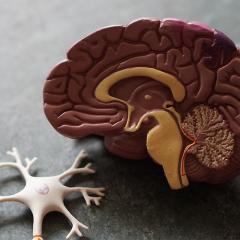 A bisected model brain and neuron