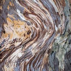 Closeup of a paperbark tree, taken in Cairns.